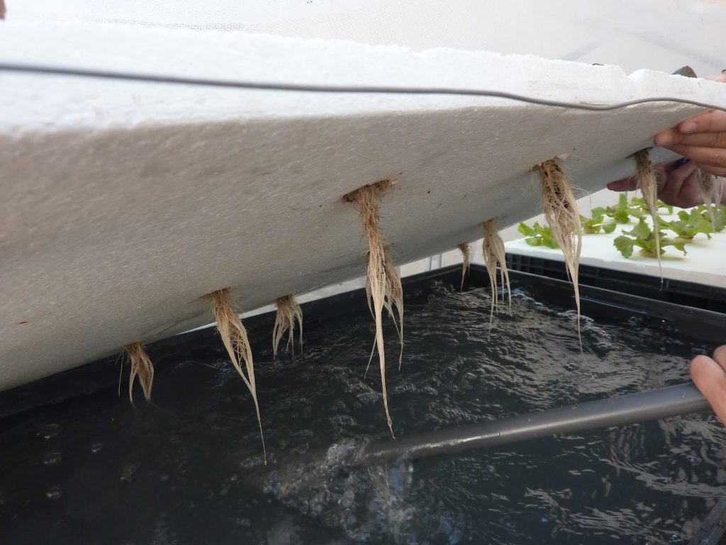 hidroponia raiz flotante