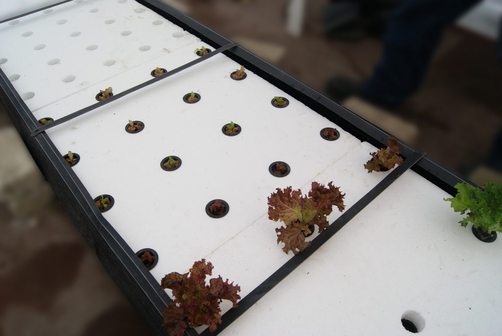 raiz flotante hidroponia