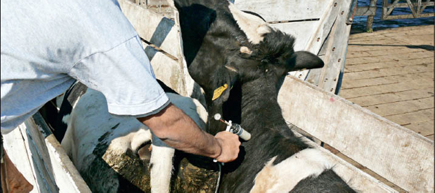 Más de 44 millones de bovinos fueron vacunados contra la fiebre aftosa