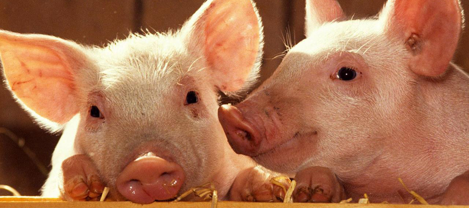 Las importaciones de carne porcina ya crecieron 173% en dos años