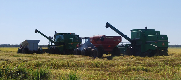Con buen rendimiento, la cosecha de arroz está a punto de finalizar en Entre Ríos