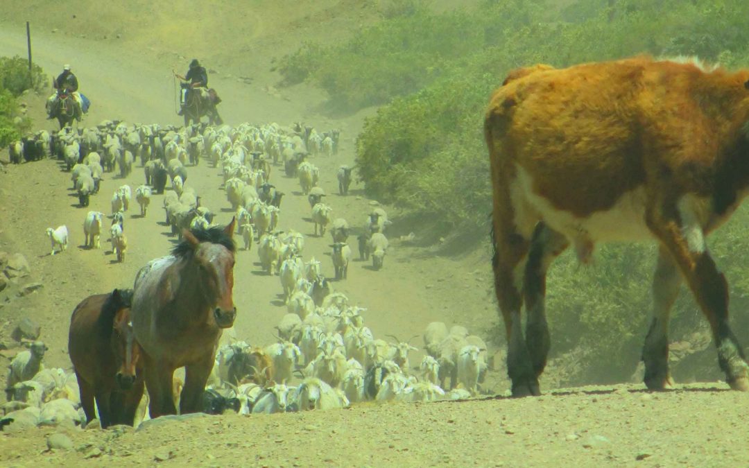Determinan la ruta del pastoreo trashumante Infocampo