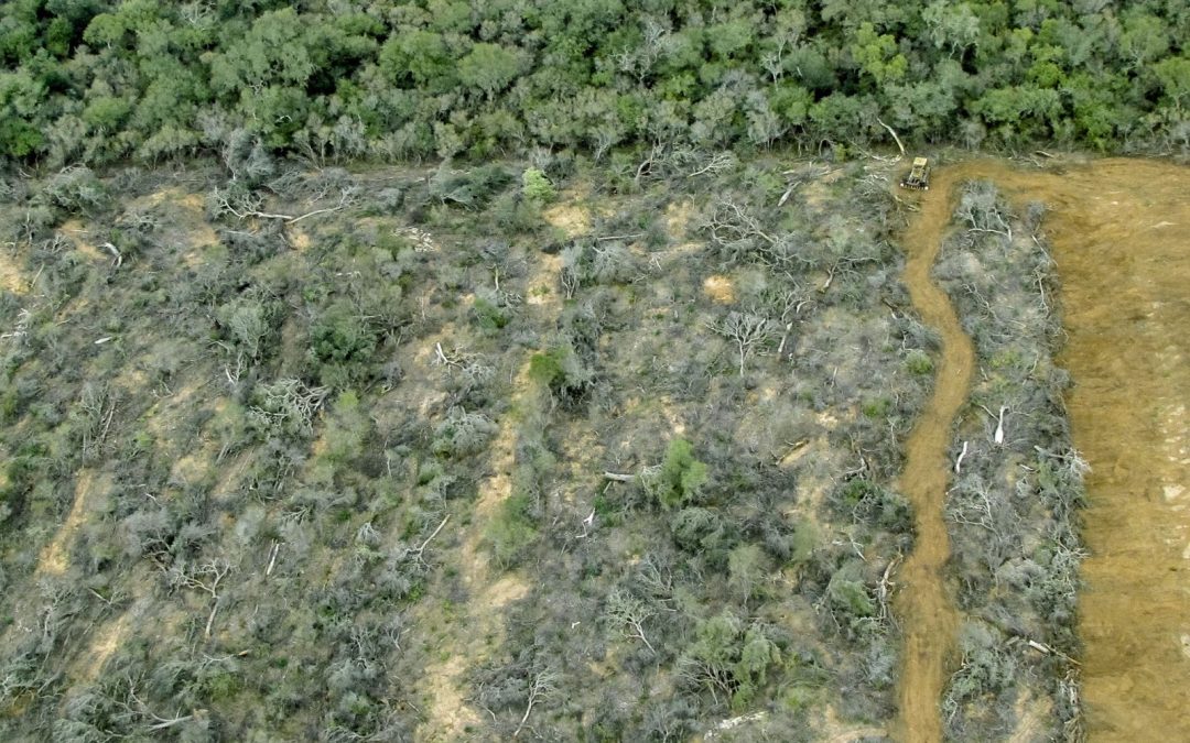 Para Greenpeace, Argentina está “en emergencia forestal”