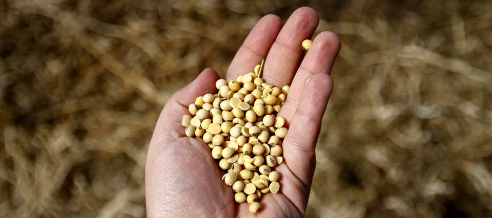 El INASE informó que aumentó la cantidad de semilla en infracción en el primer trimestre