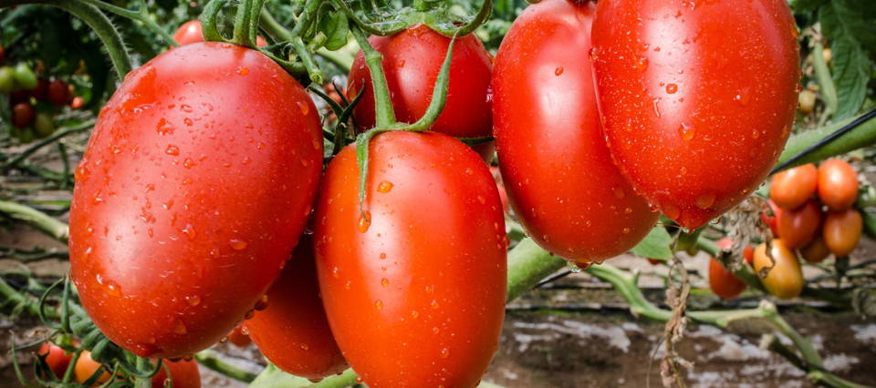 El Gobierno pidió aumentar la producción de tomate para cubrir el mercado interno