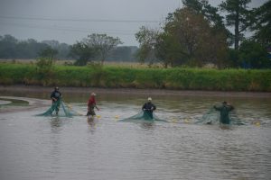 Las Palmas, ChacoEmpresa de arroz organico y pacu en acuicultura
