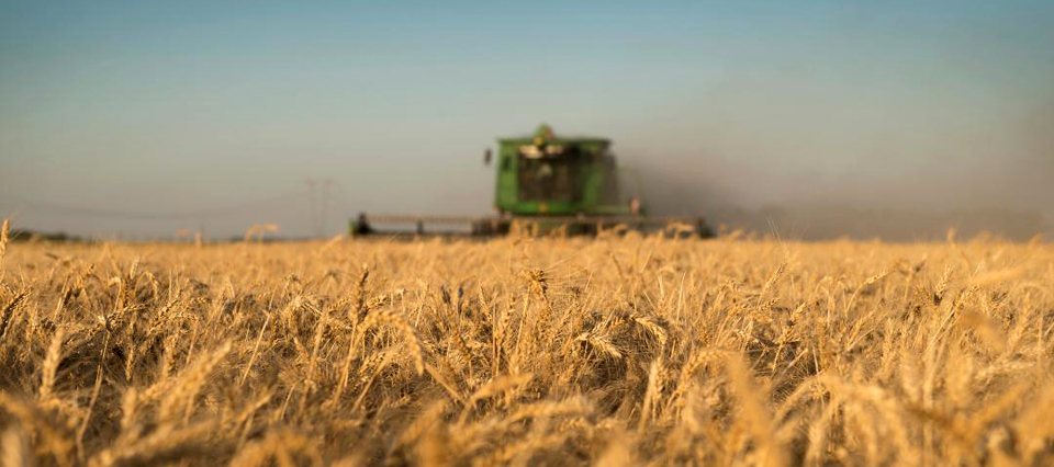 Se abre un nuevo mercado: Argentina le venderá trigo pan a México por primera vez