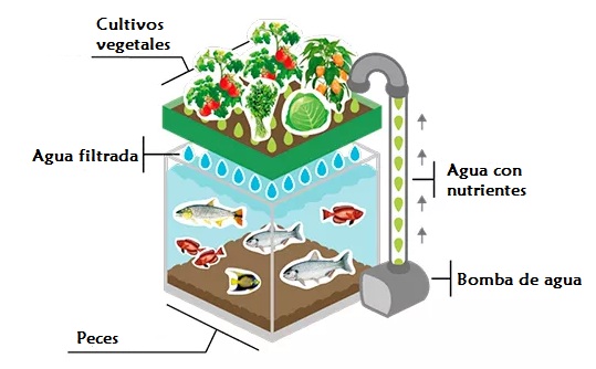 Amante patrimonio Empleado Con la acuaponia producir peces y hortalizas al mismo tiempo es posible