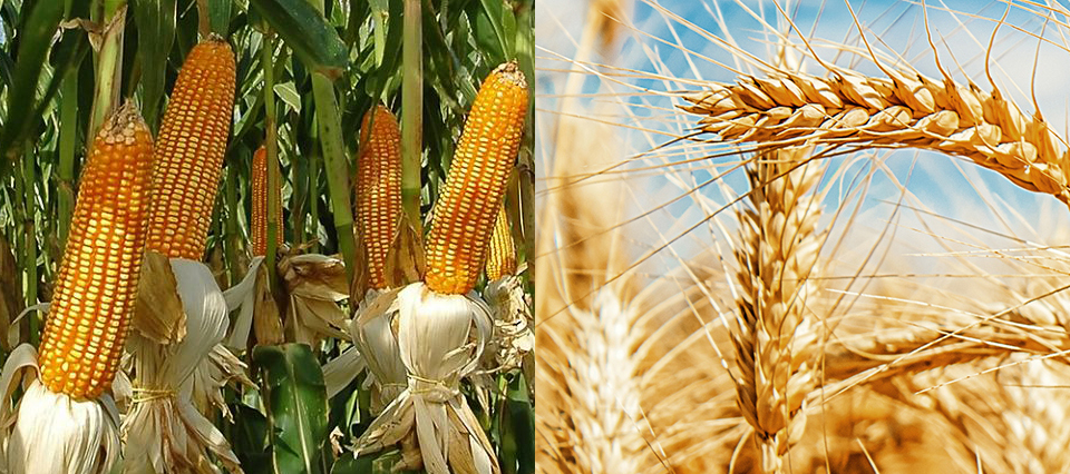 Científicos del INTA y del CONICET lograron secuenciar el genoma de un virus de maíz y trigo