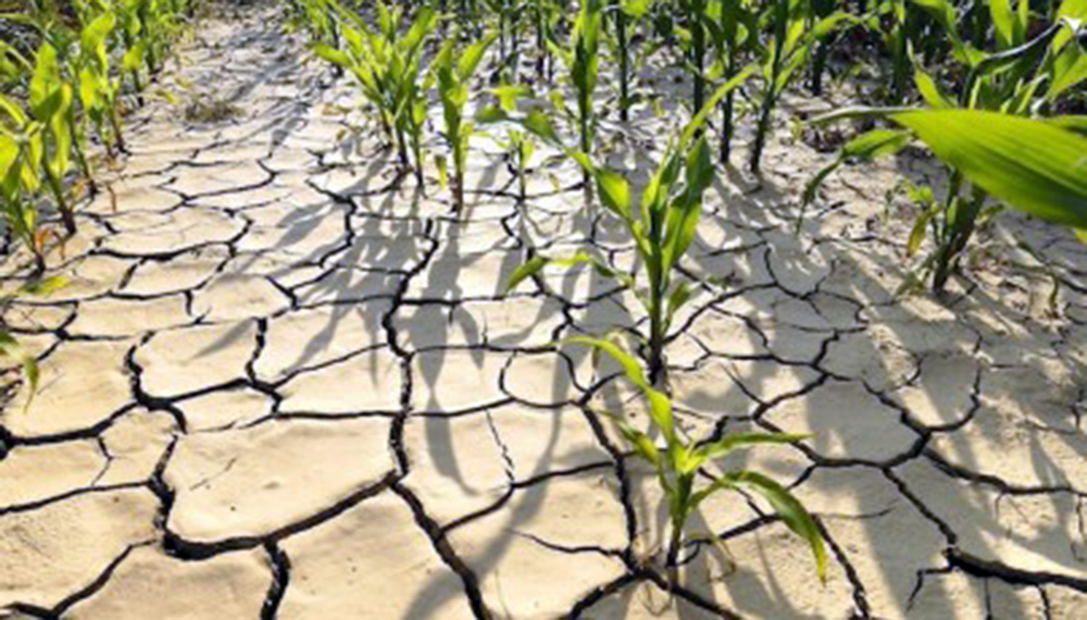La huella que deja el cambio climático en la agricultura