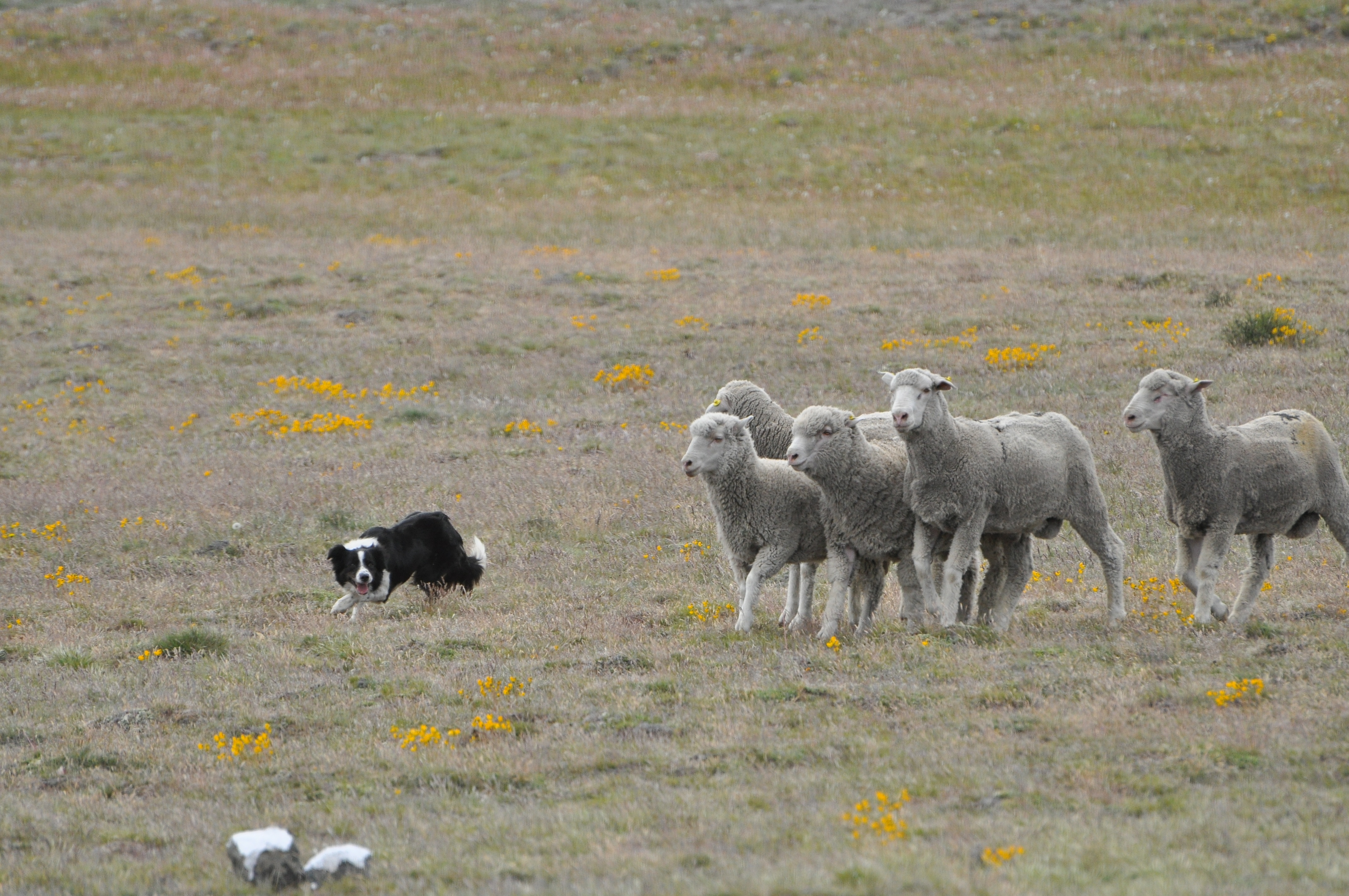 Trabajando con un pequeño grupo de ovejas, observamos la tipica posición de trabajo del Border Collie