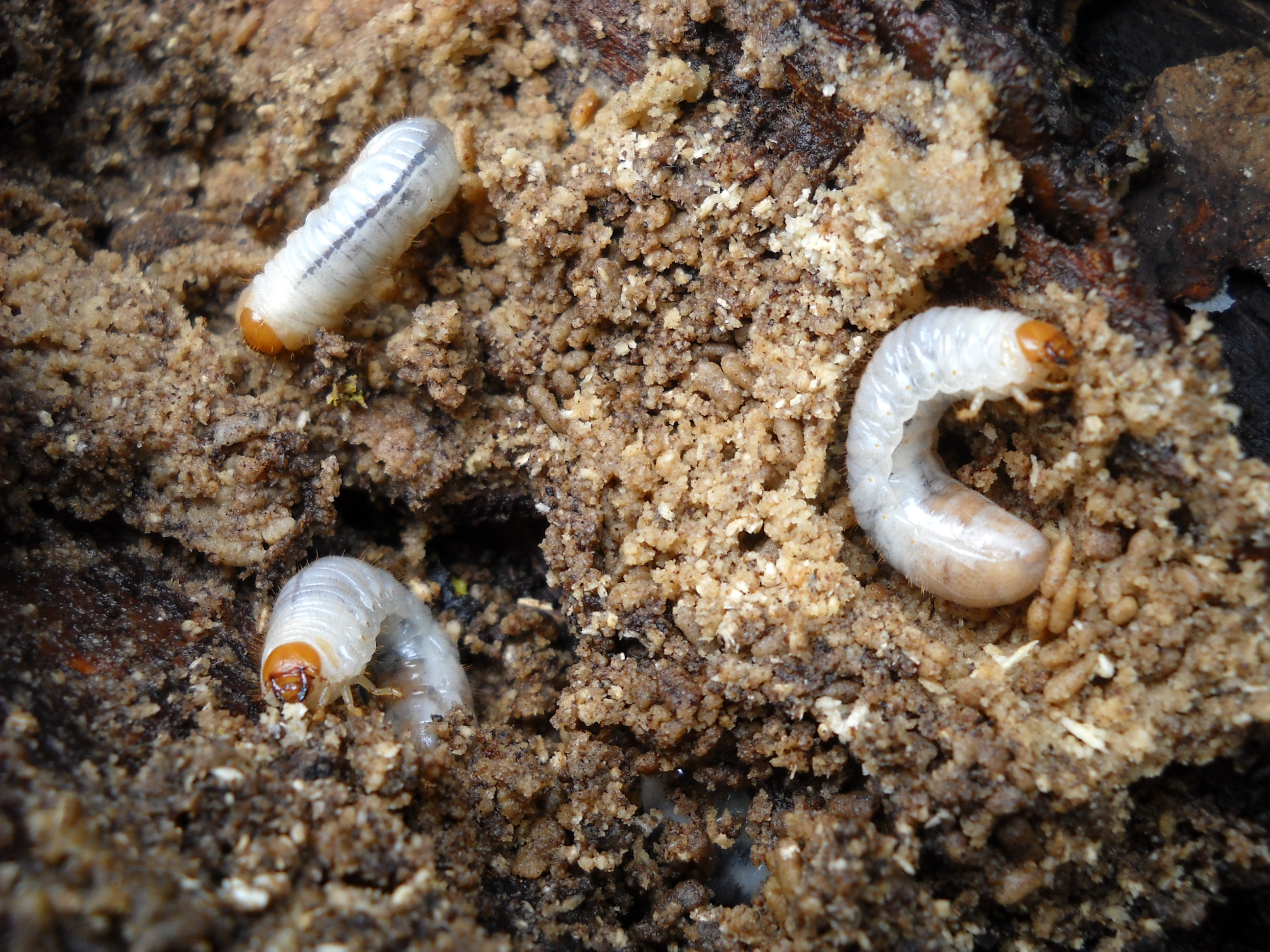 insect biology soil fauna invertebrate worm larvae cockchafer marine biology grubs 809787