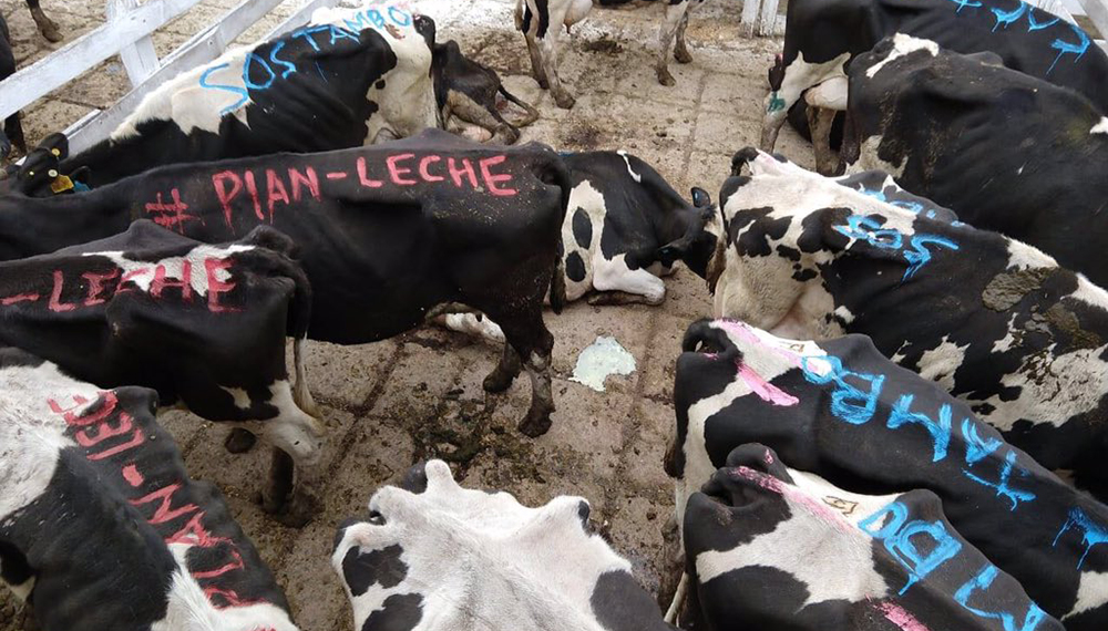 vacas protesta