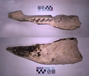 Rama mandibular con molares de scelidoterio Scelidotherium leptocephalum en el Museo de Miramar