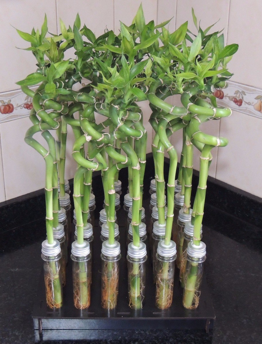 Sensible campeón dividendo Cómo propagar el “bambú de la suerte”, la planta más elegida para decorar  interiores