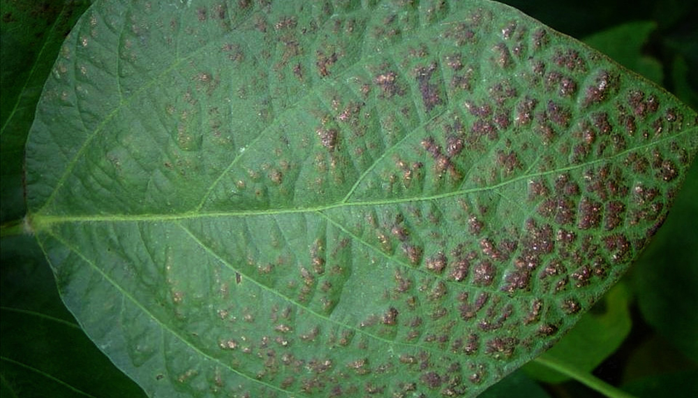 Tizón morado de la hoja Cercospora kikuchii 2