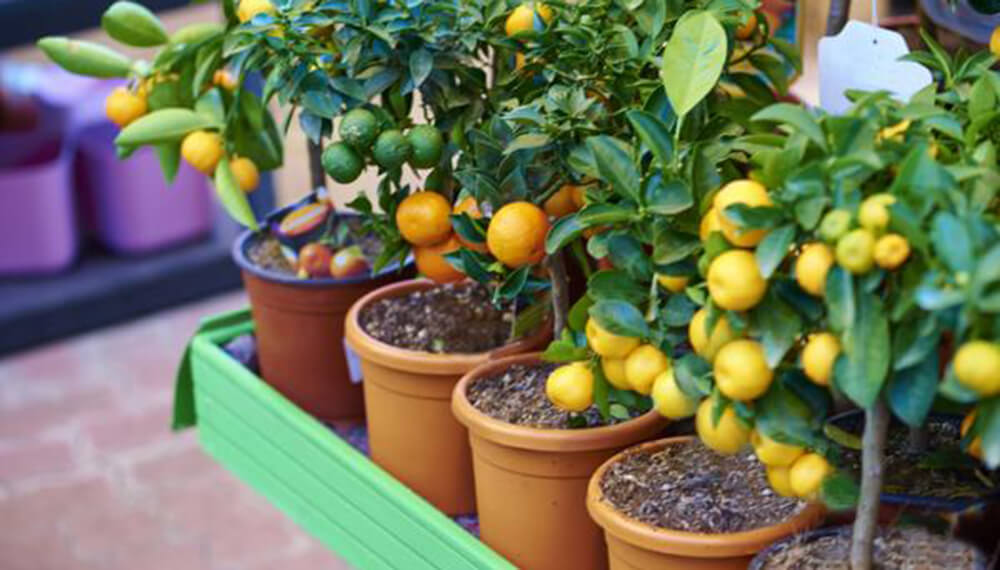 Los cuatro árboles frutales más fáciles de cultivar en macetas