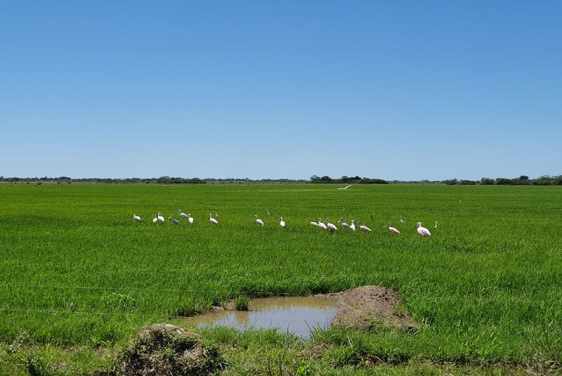 campo de arroz en Corrientes