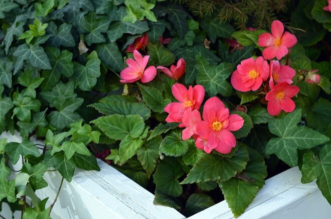 begonias