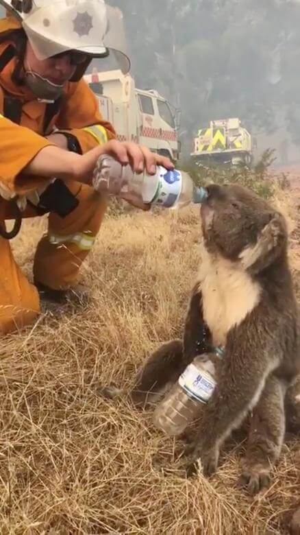 koala bombero