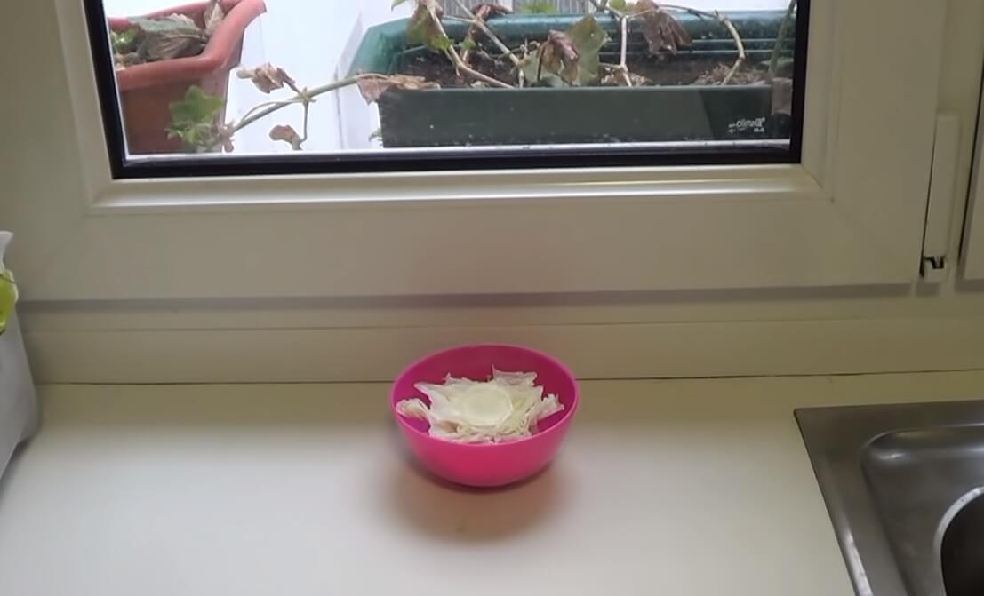 Brote de lechuga en un recipiente al sol