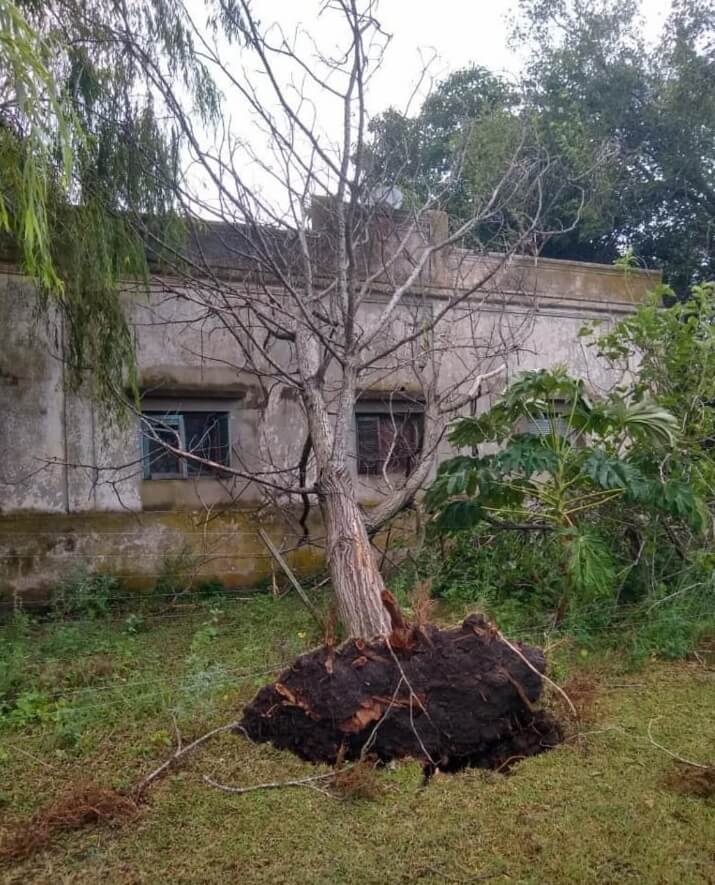 árbol caído