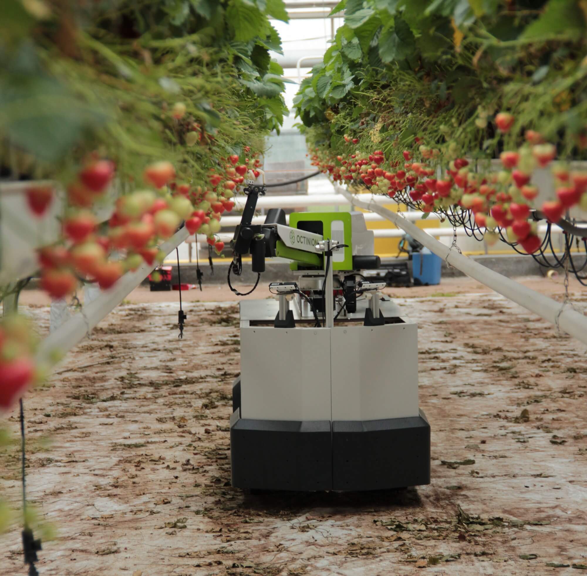 robot recolector de frutillas