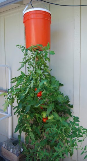 balde con planta de tomate