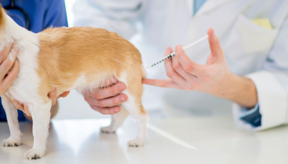 vacuna perro