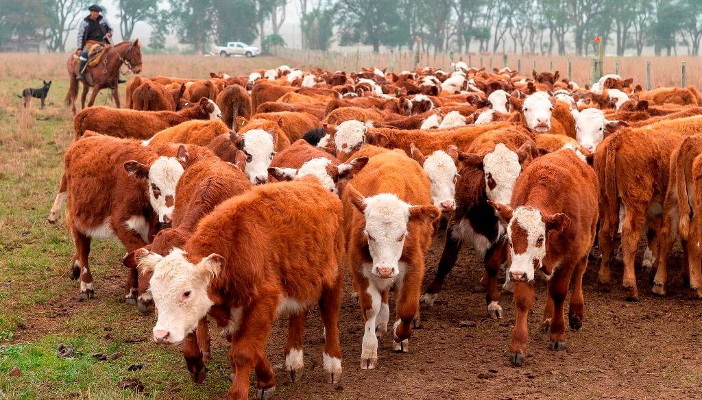 Boom” sectorial: la ganadería argentina cerrará el año movilizando más de  U$S 20.000 millones | Infocampo