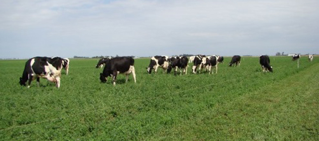 alfalfa vacas lecheras 631x280 280 631 8022