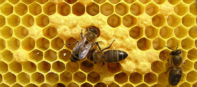 apicultura 631x280 280 631 2043
