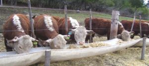 feedlots-631x280-280-631-3916