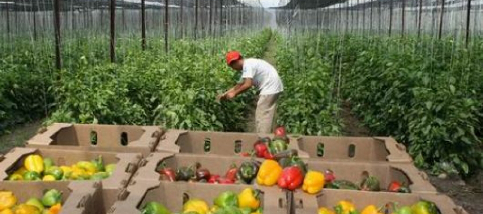 Maquinaria agrícola: la firma líder en ventas pone la mira en el cinturón hortícola de La Plata 2 horticolas