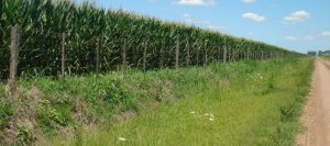 maizcultivo-631x280-454-1024-136