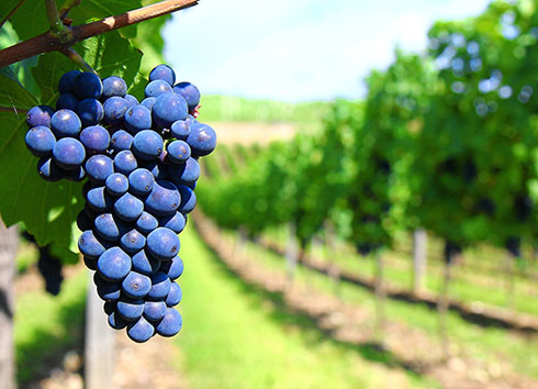 uva malbec 490 354 490 25446