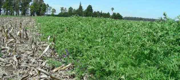 vicia cultivo de cobertura 631 280 631 18106