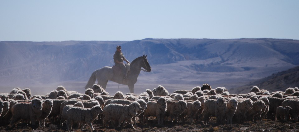 Patagonia ovejas 960