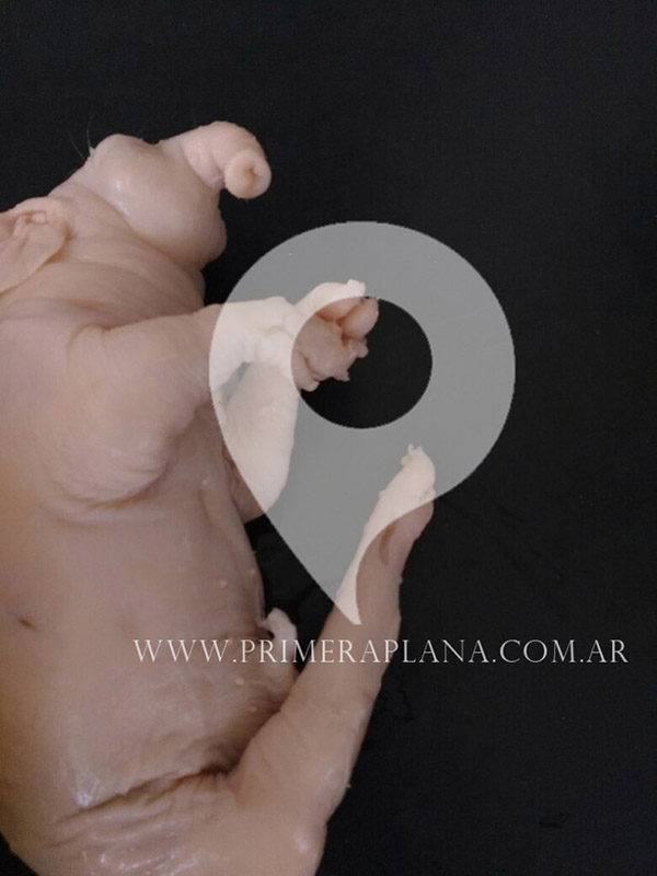 Mirá el exótico "chanchofante" que nació en Pergamino 2 chanchofante3