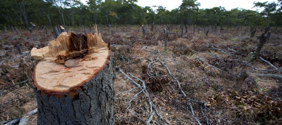 Se realizó la primera reunión de la Comisión Consultiva de Bosques Nativos del año