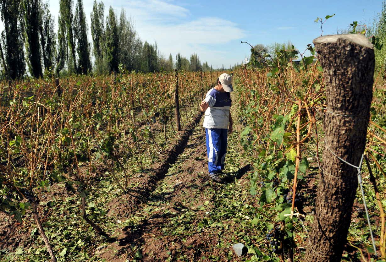Mendoza declaró la emergencia agropecuaria para productores afectados por granizo y heladas