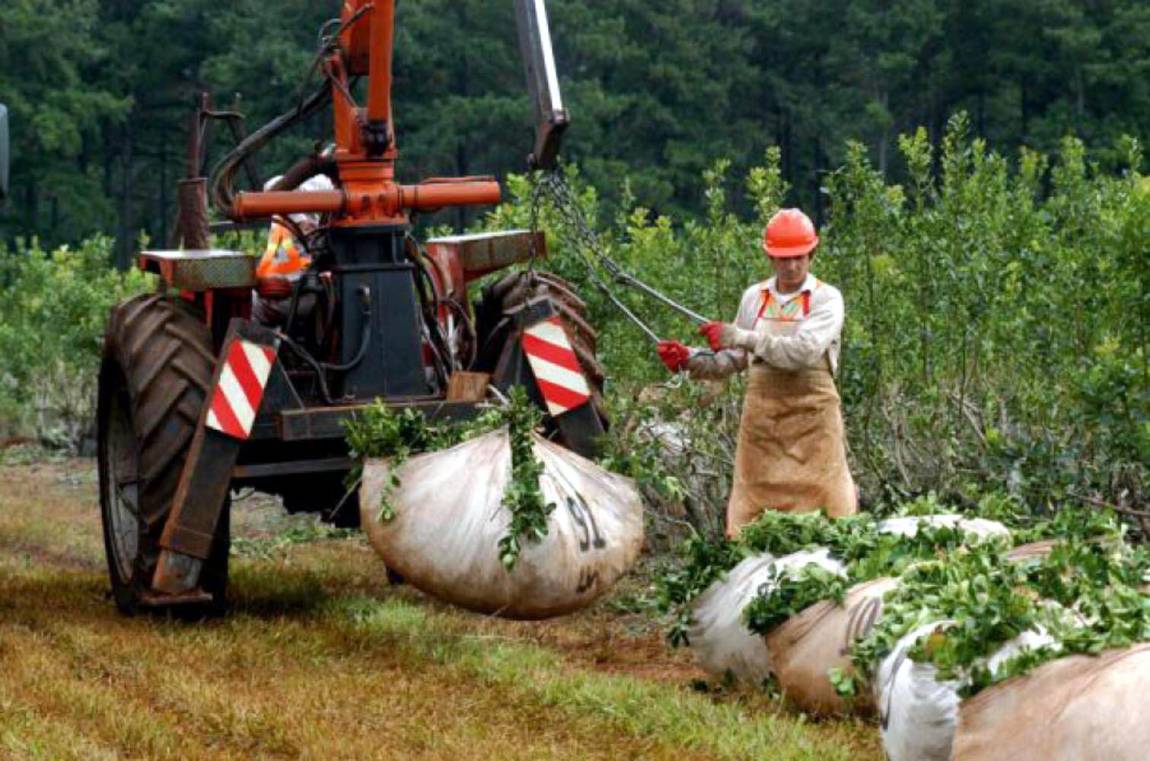 Molineros y productores rechazan las limitaciones para producir yerba mate que se implementarán en 2022