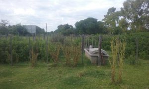 16731703_129579164227012_1763524924_o