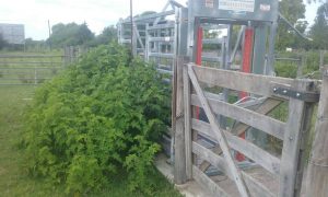 16731821_129579190893676_1143031399_o