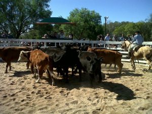 16732110_129570784227850_543226517_o