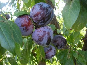 La ciruela es el fruto estrella de nuestras tierras durante el verano y su árbol perteneciente a la familia de las rosáceas y al género prunus cuenta con 17 mil hectáreas cultivadas en Mendoza, la primera productora y exportadora del país.