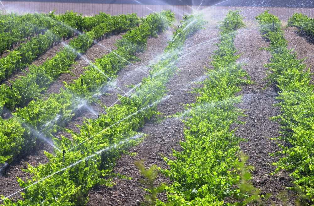 Monte: resurgimiento en la producción que impulsa la región