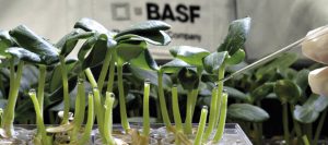 basf