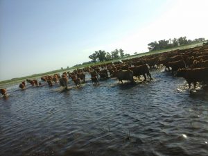 WhatsApp Image 2017-04-11 at 05.53.55 (2)