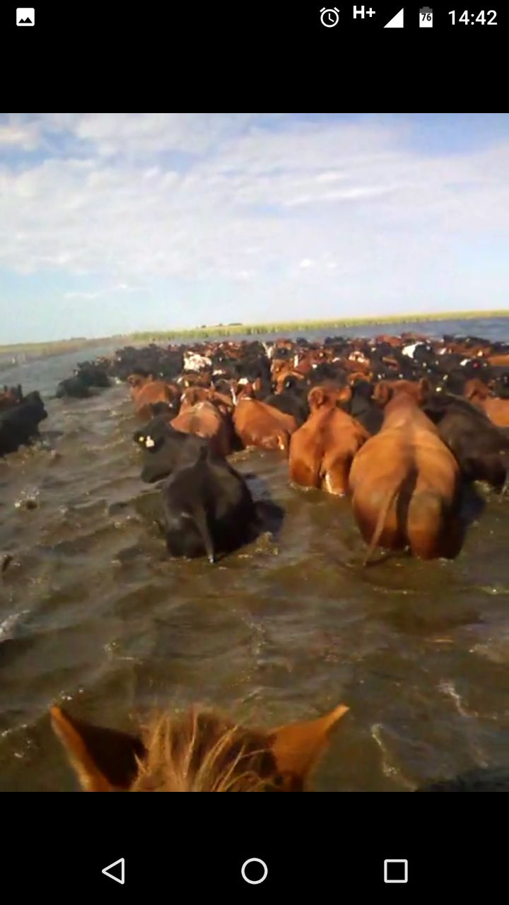 Se complica el traslado de animales en el sur de Córdoba por las inundaciones 5 WhatsApp Image 2017-04-18 at 12.11.07 (1)